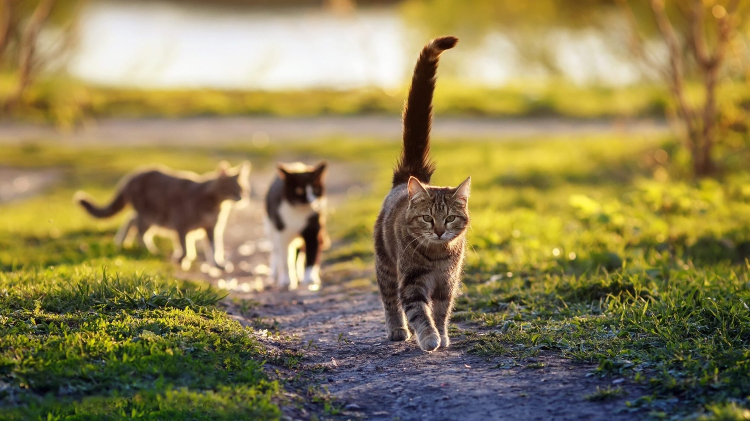 cats walking outdoors