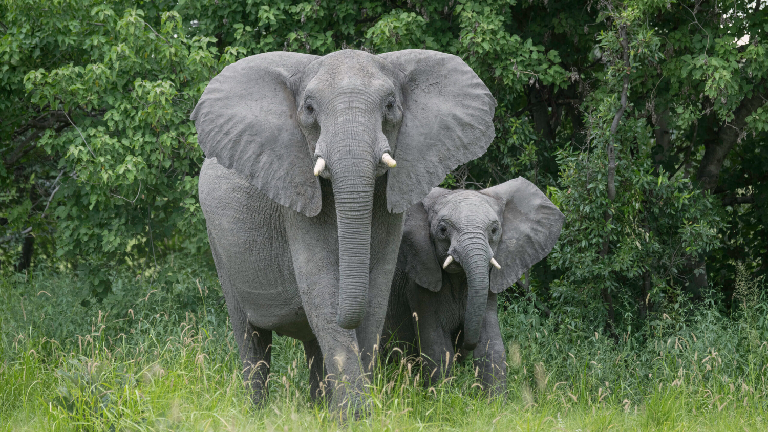 mother elephant with calf in the wild