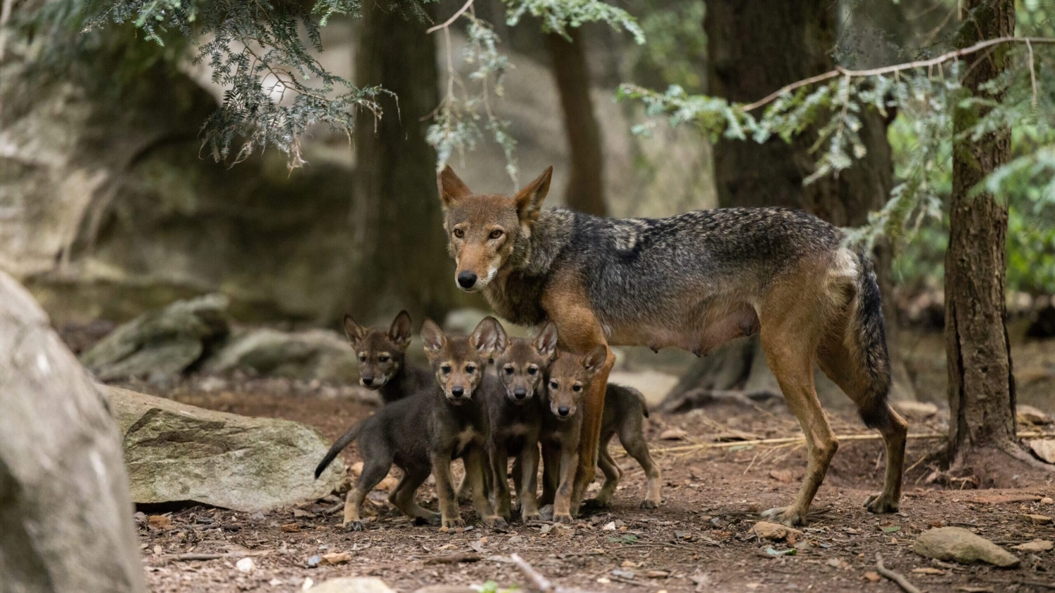 Red wolf stands with her pups at the NC Zoo.