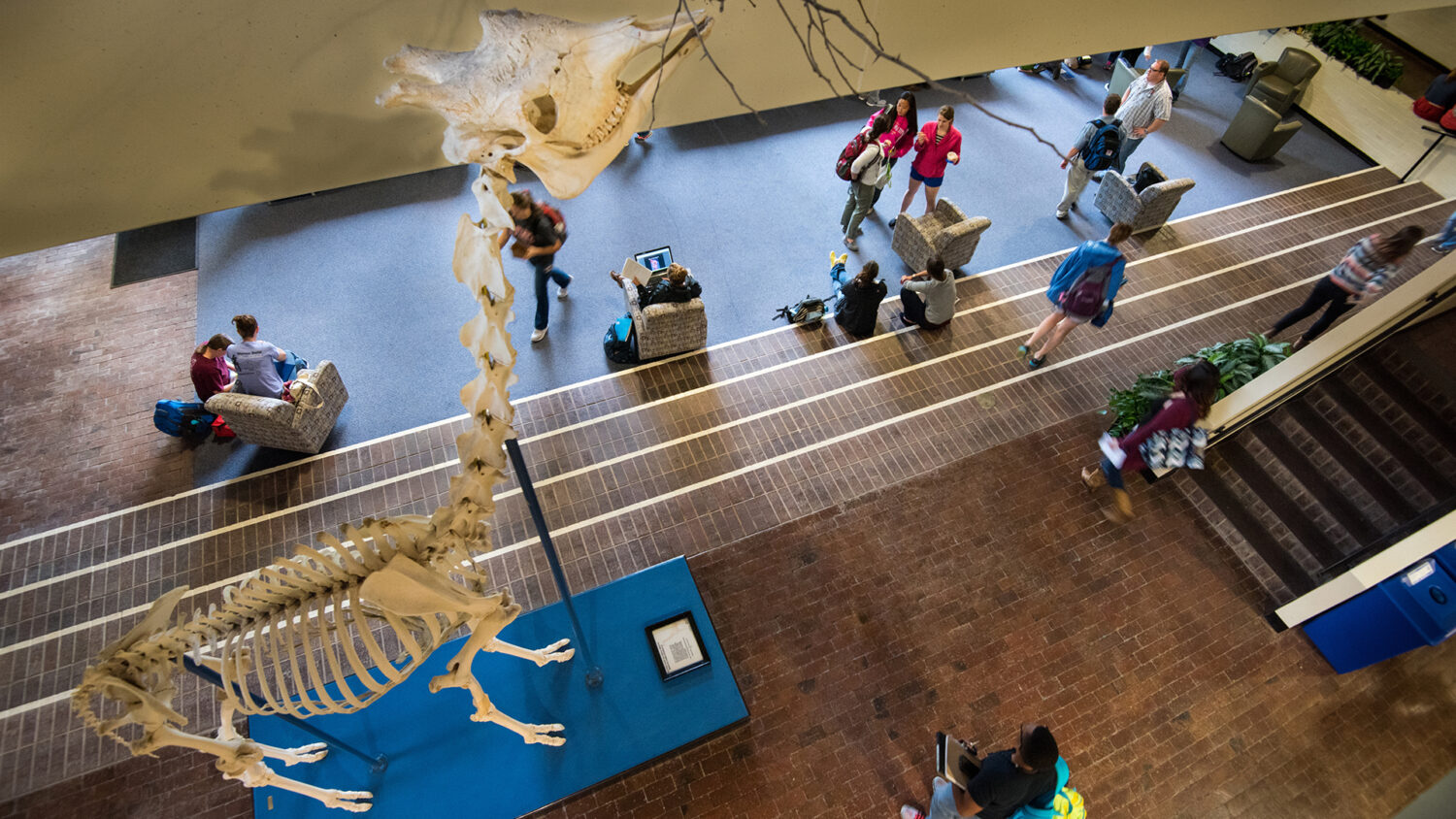 Students get up close to a giraffe skeleton.