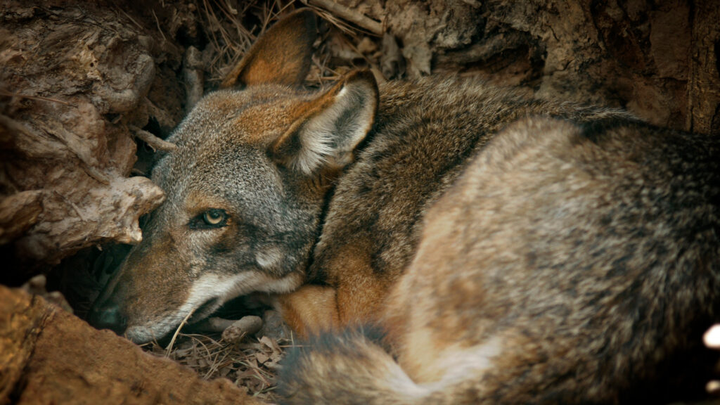 Red wolf conservation is important in keeping wolves like this healthy.