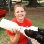 CVM alumna Allyson Patterson feeds a cow in the Teaching Animal Unit.