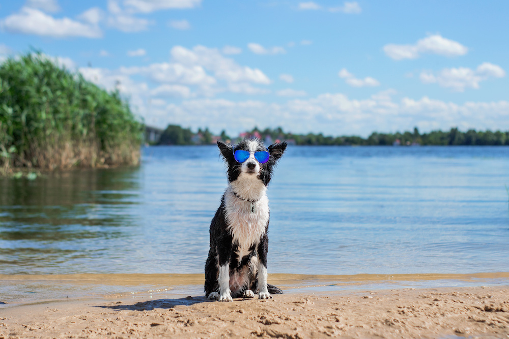 dog at beach in sunglasses