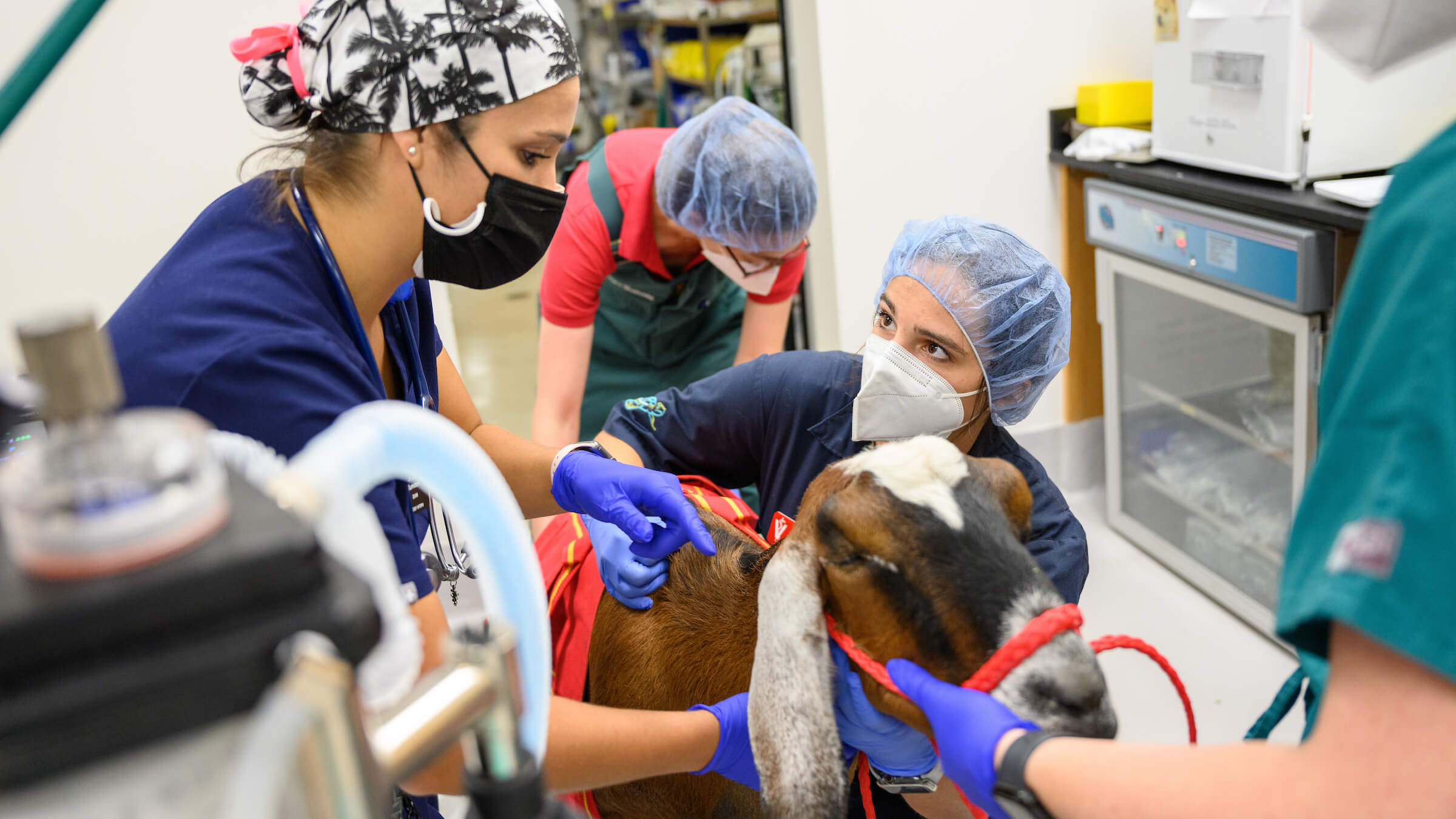 two women examine a goat in a clinical setting