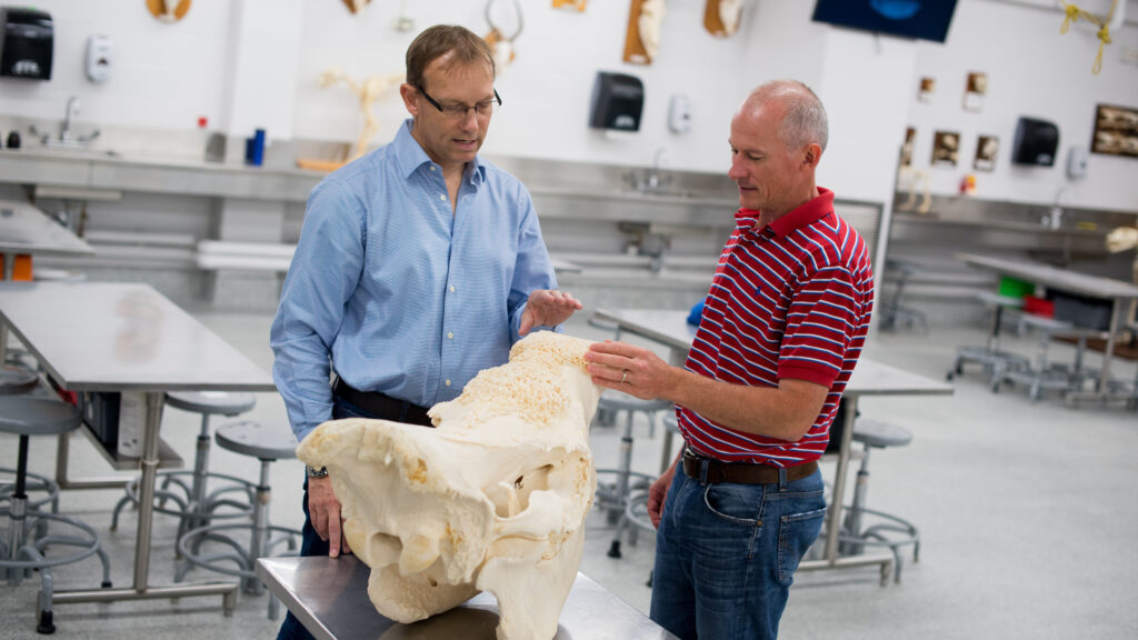 two men inspect a bone structure