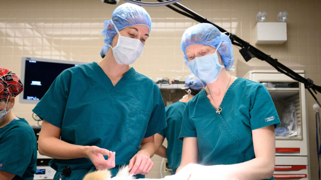 two people in teal colored scrubs, protective head caps and masks evaluate an animal in a clinical setting