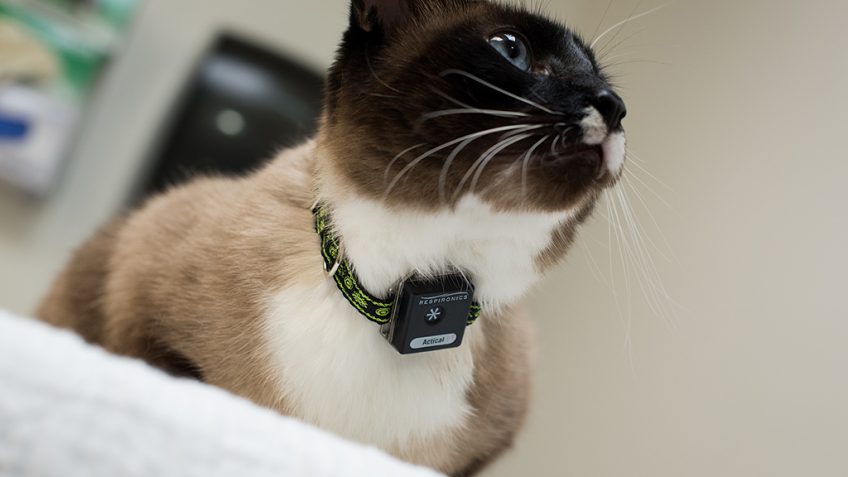 Cat wearing activity monitor