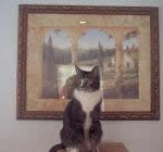 Wall of fame cat