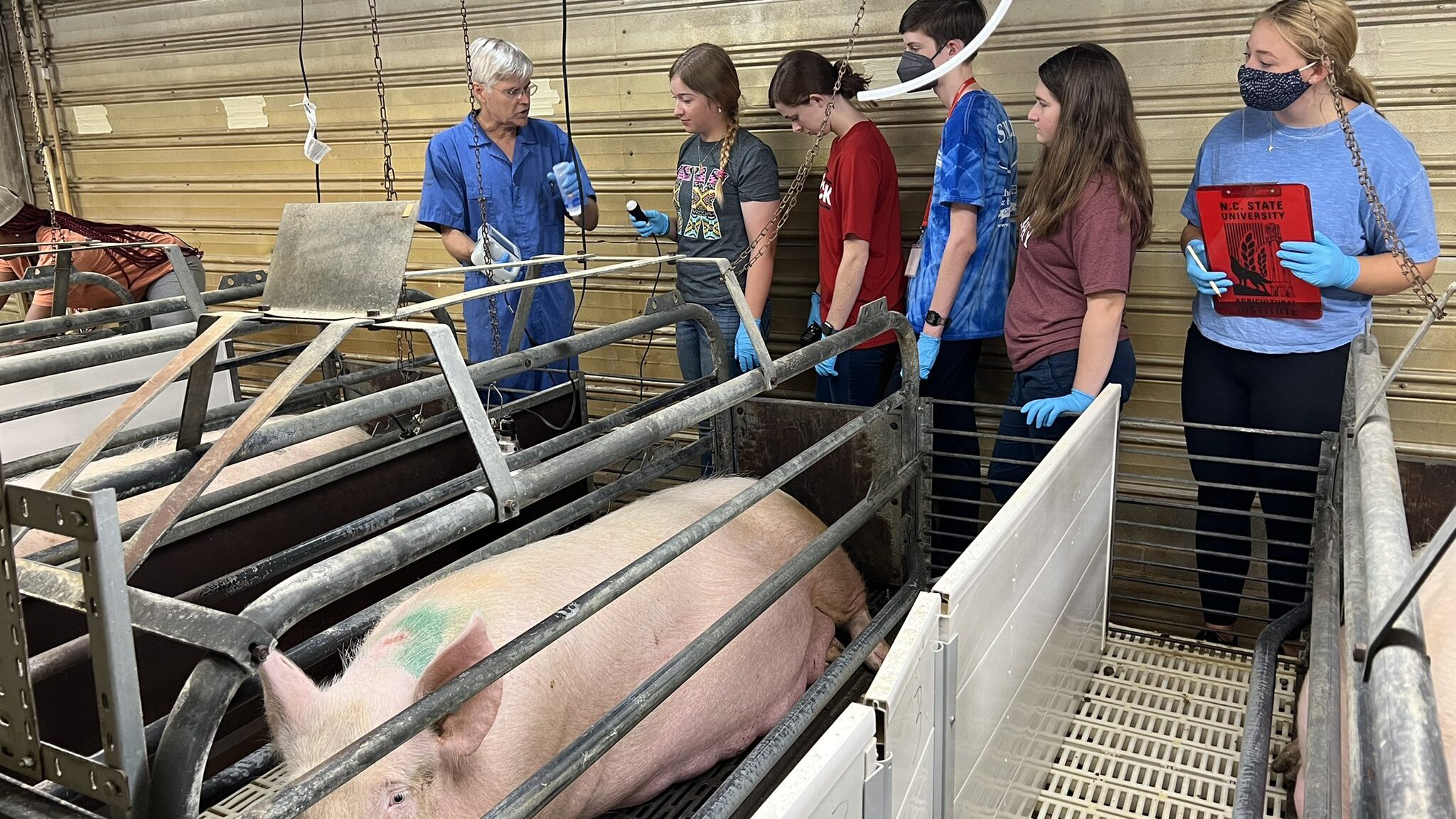 VetCAMP participants get a lesson on swine.