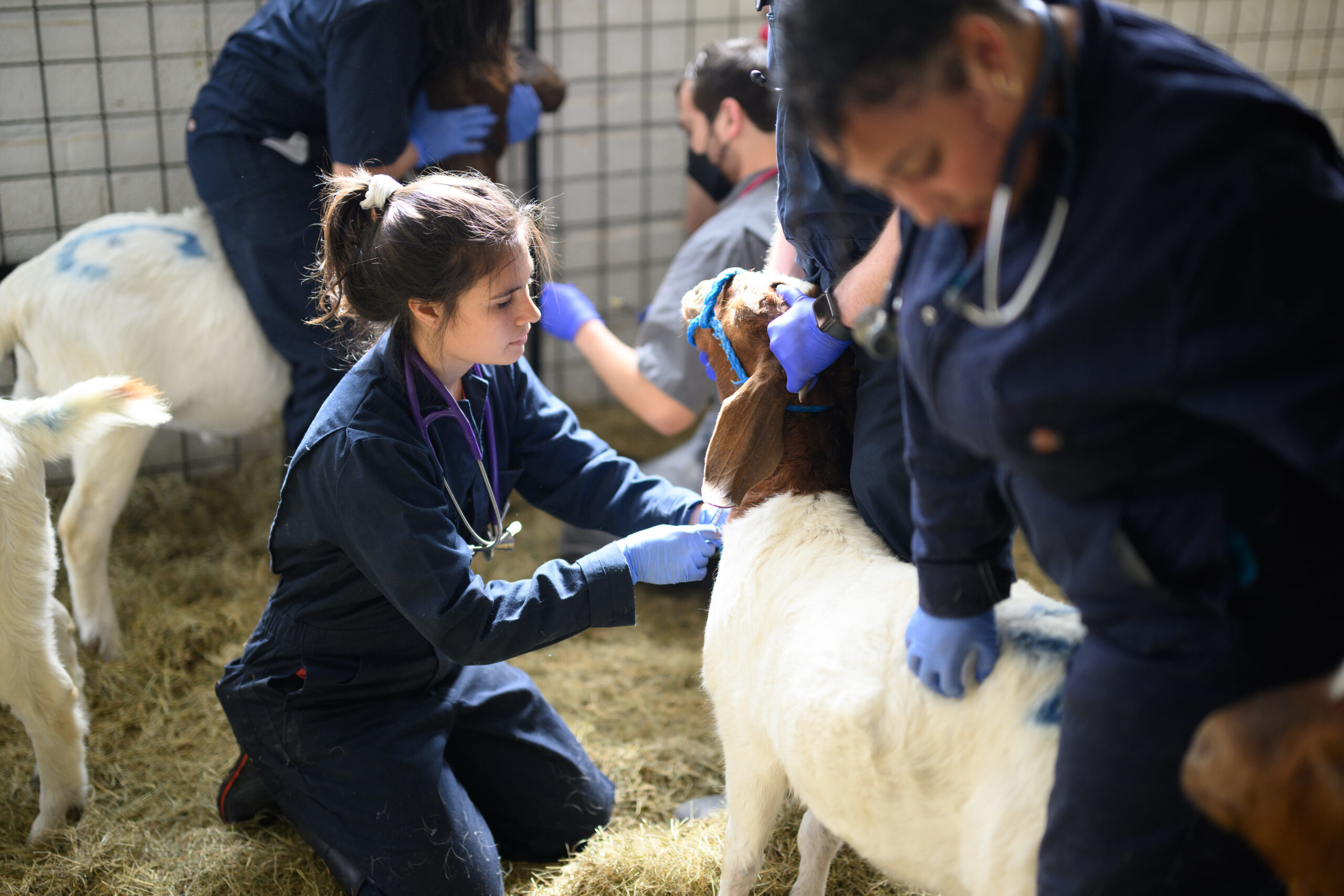 Students examine goats at the Teaching Animal Unit.