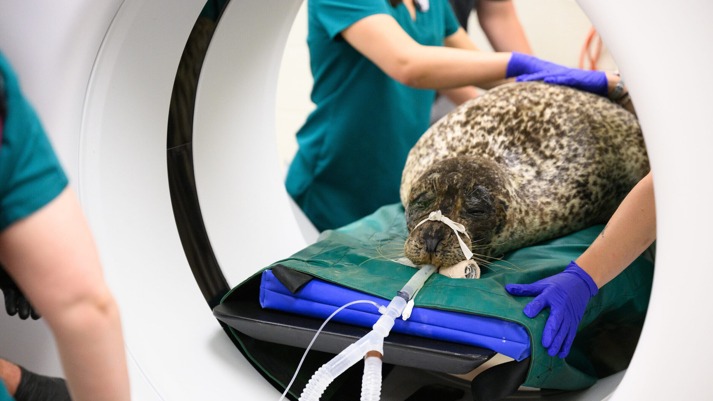 A seal receives a scan.
