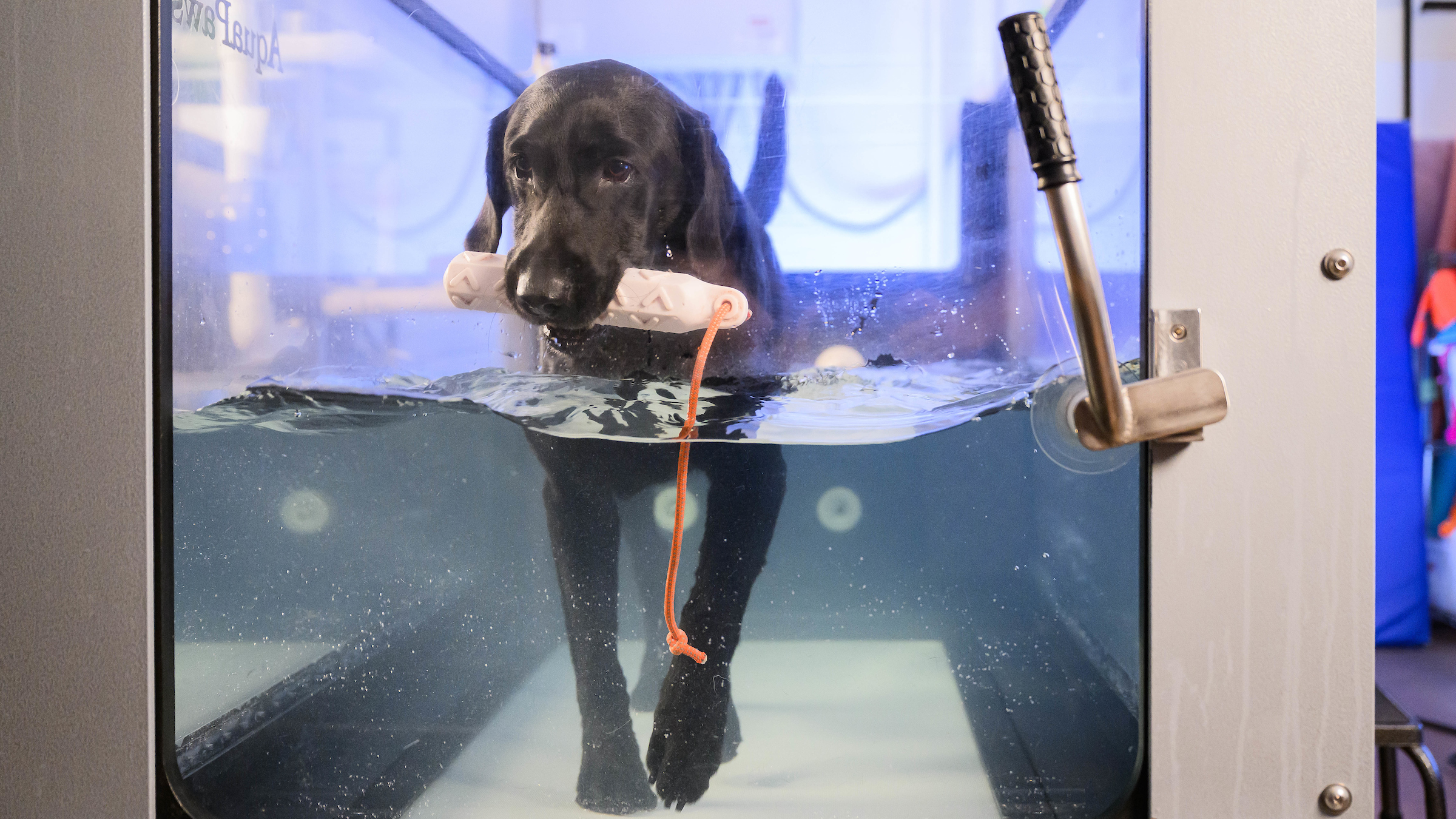A dog receives water therapy.