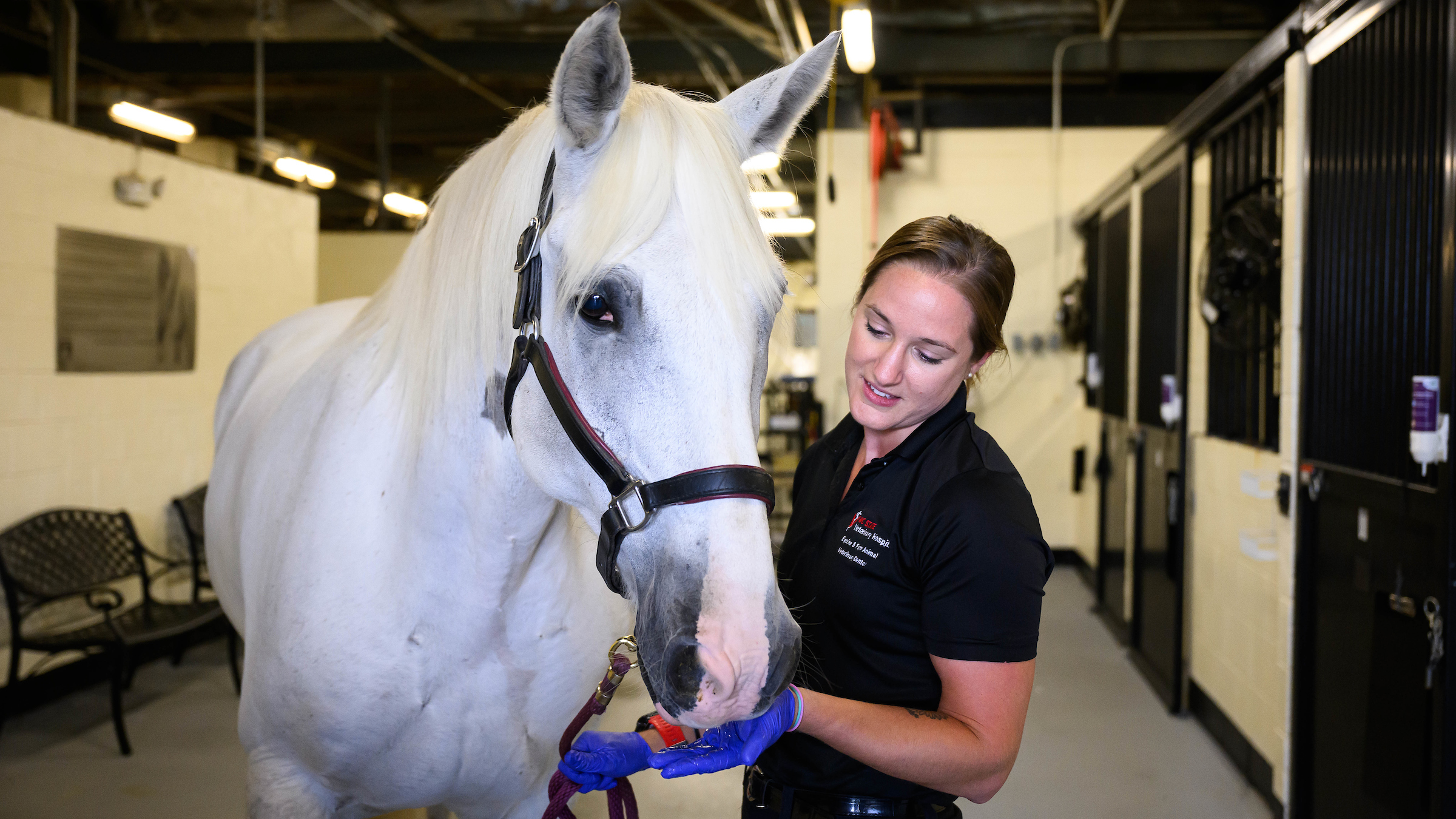 veterinarian petting horse