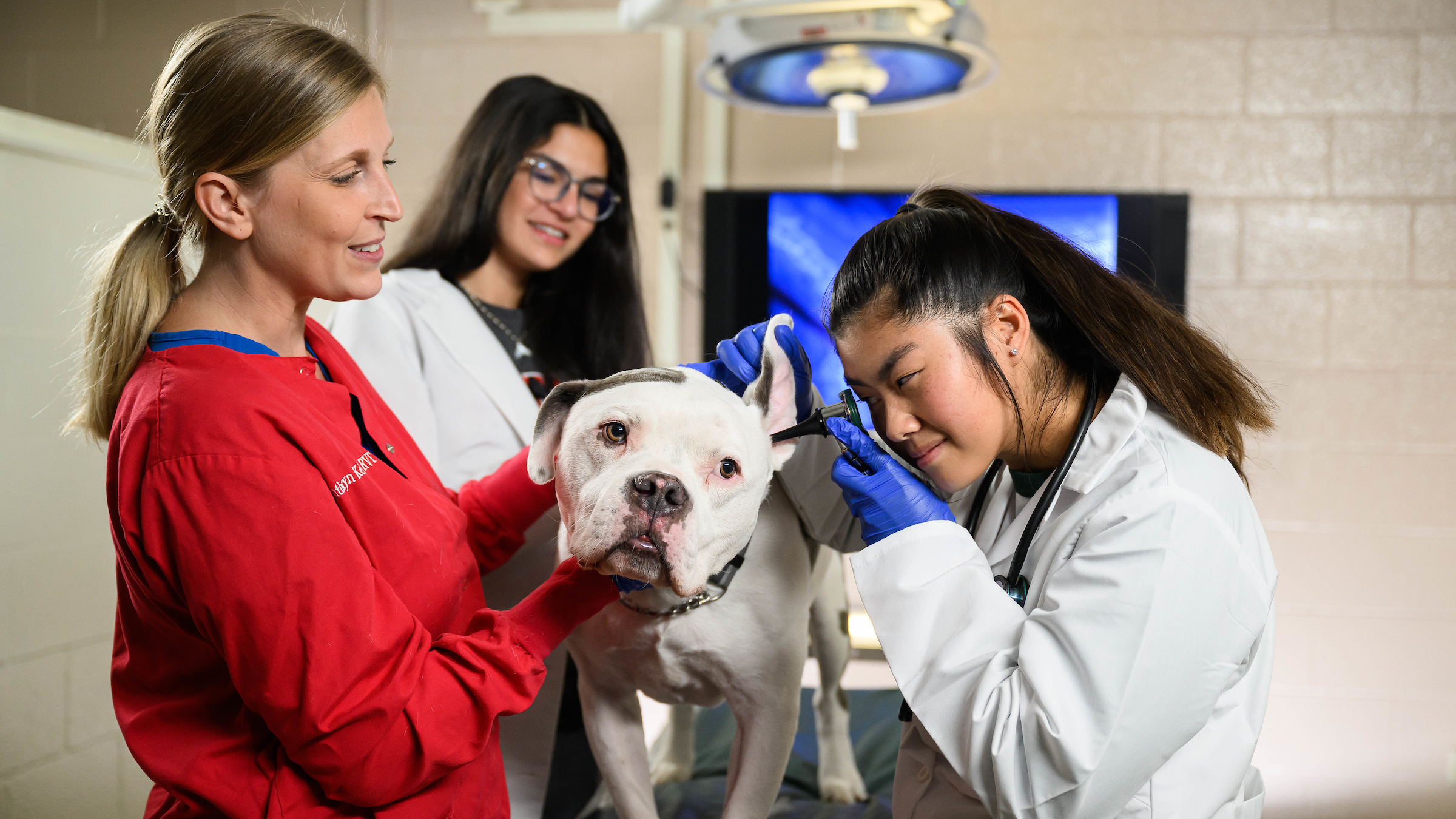 A professor explains how to examine a dog's ear.