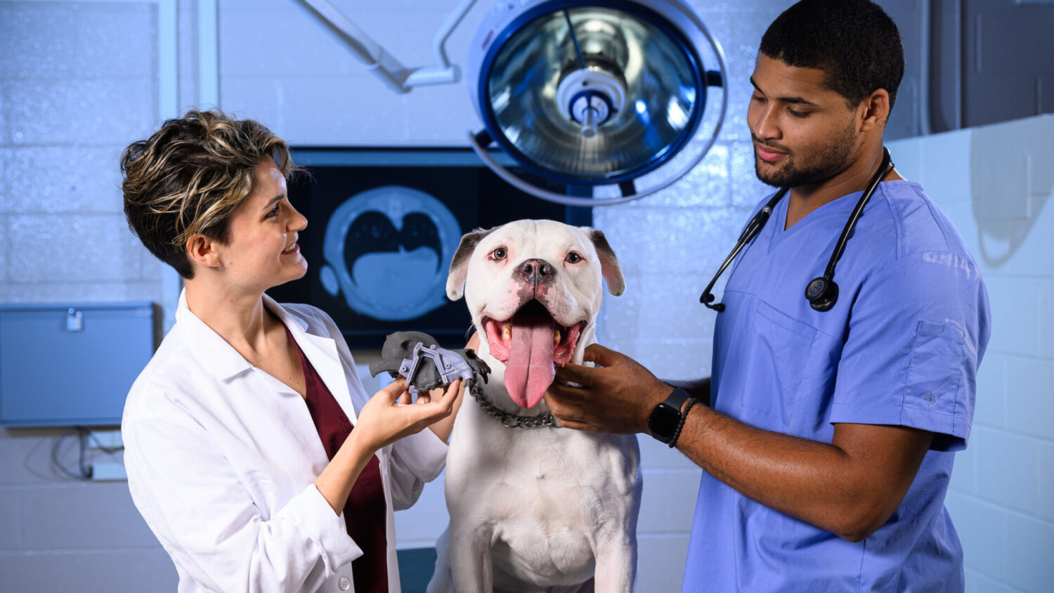 A happy canine is being examined at Vet Med.