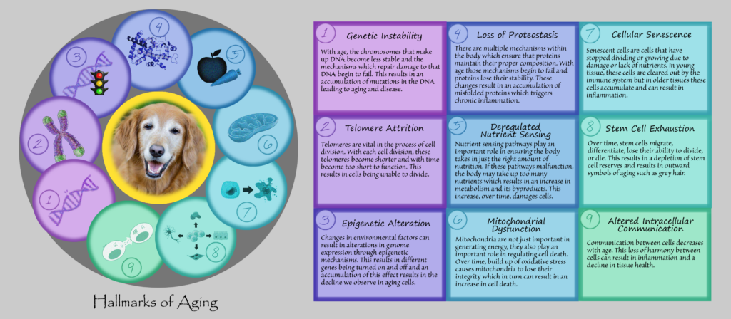 Nine Hallmarks of Aging