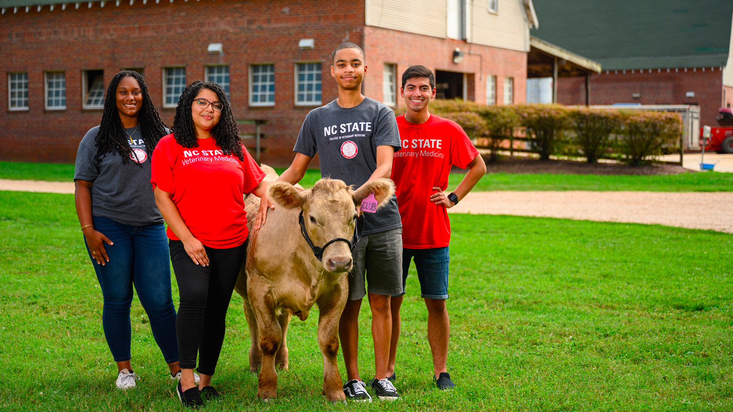 A group of students hang out with their bovine patient.