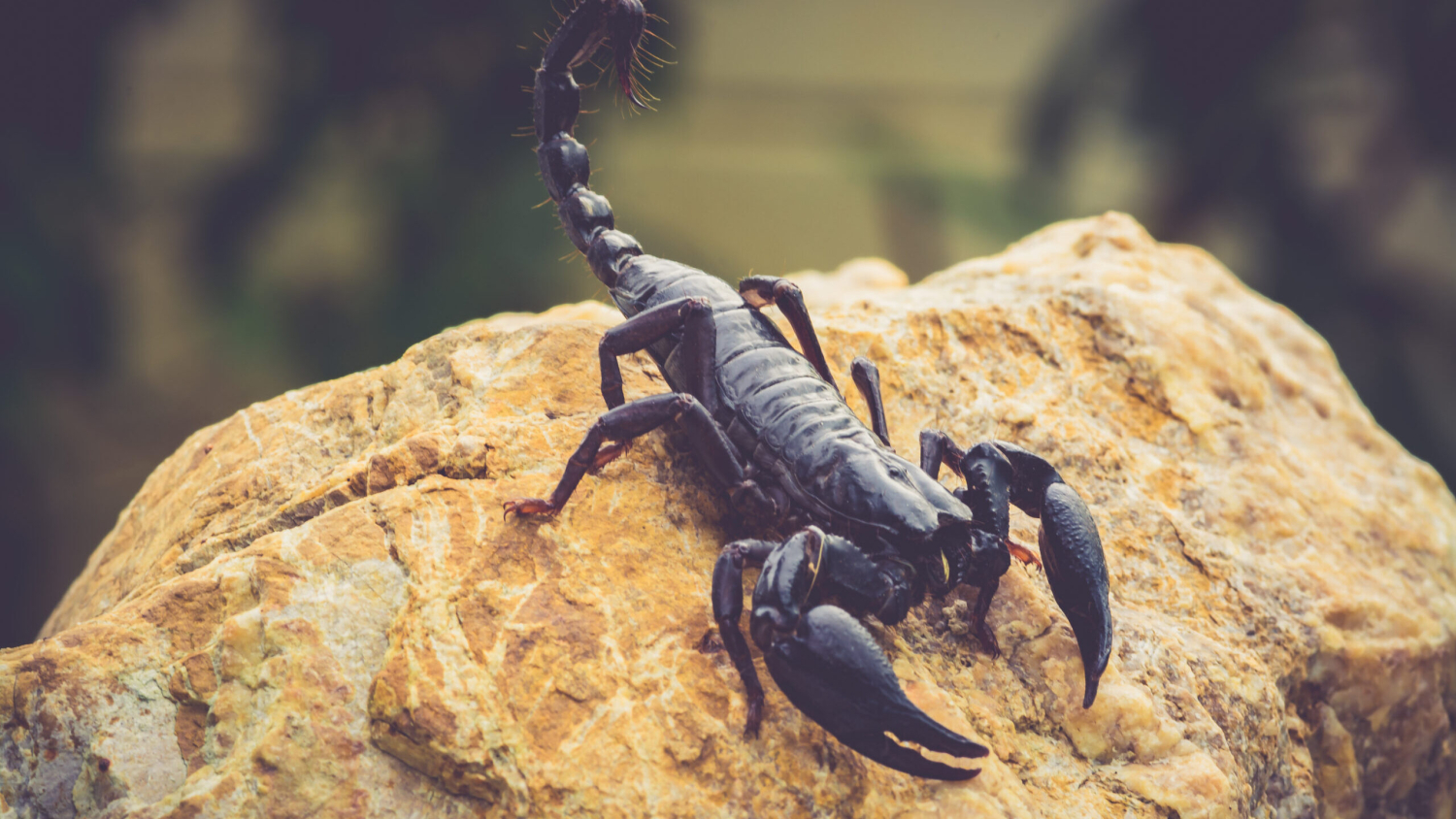 Scorpion sit on a rock