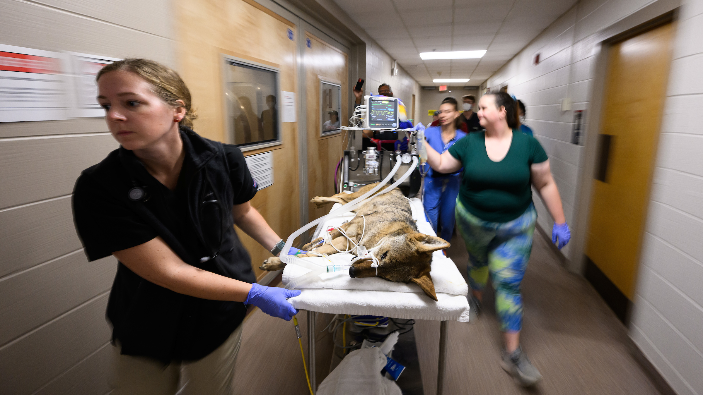 The NC State veterinary team prepares to give a red wolf a physical.