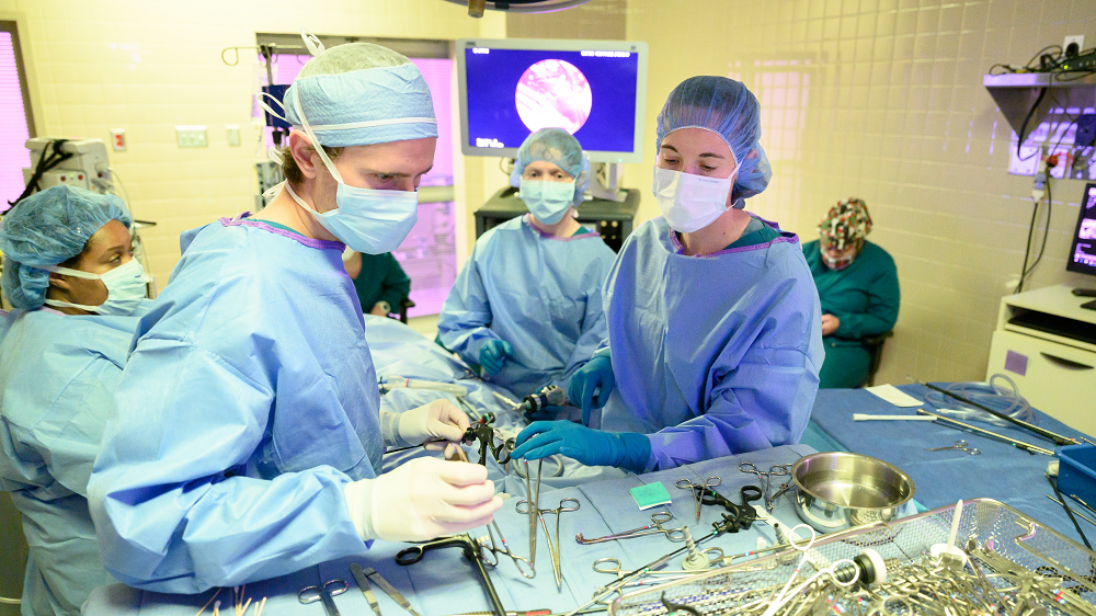 vets perform laparoscopic surgery