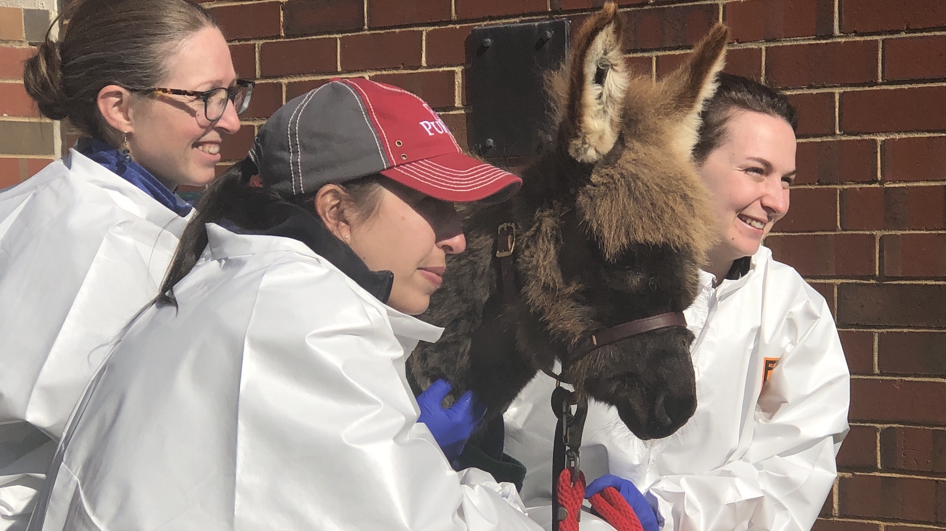 Dr. Breanna Sheahan, far left, technician Karie Tucker and Dr. Kimberly Hallowell, right, led the care of Elf the donkey.