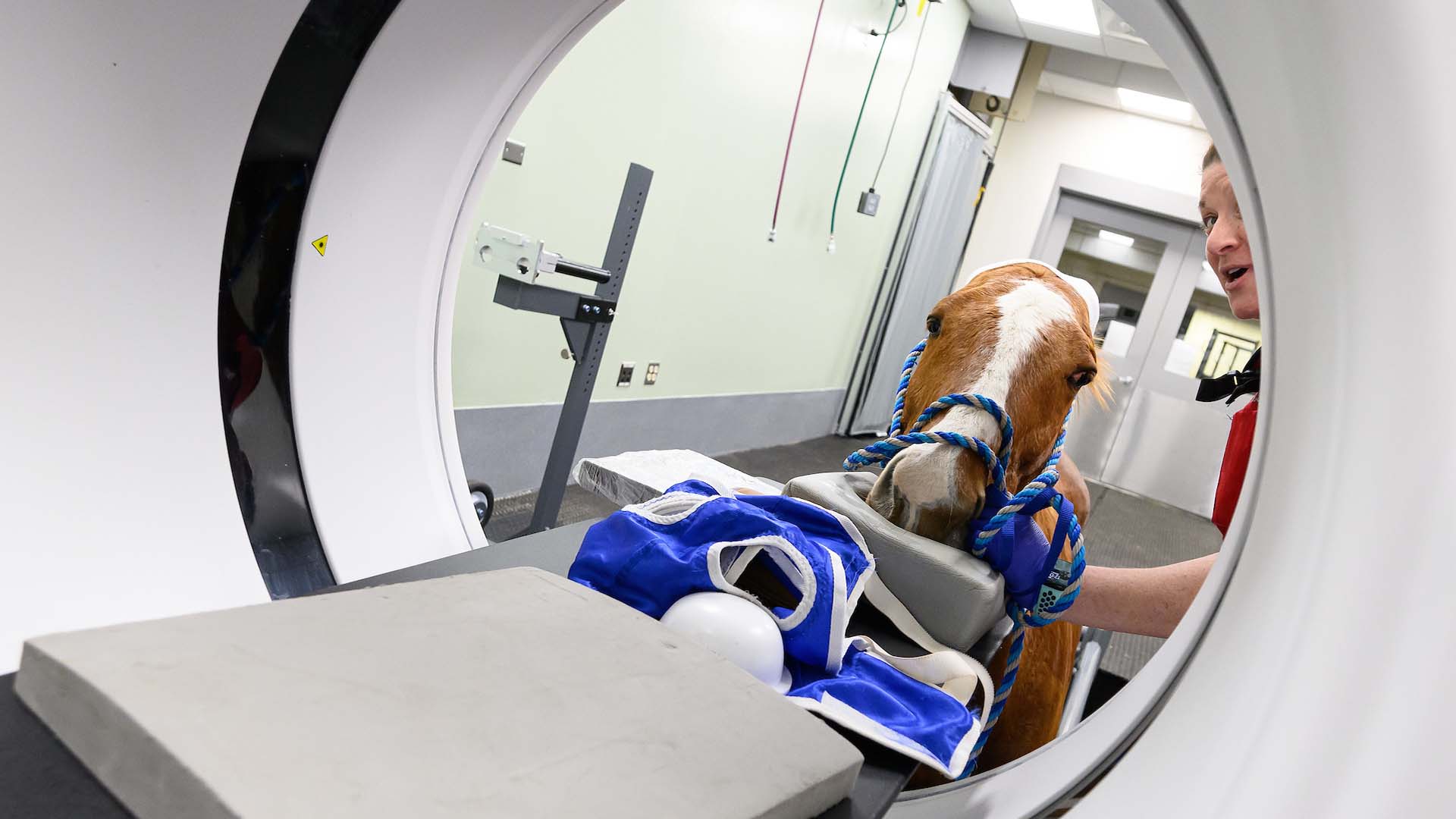 horse getting CT scan
