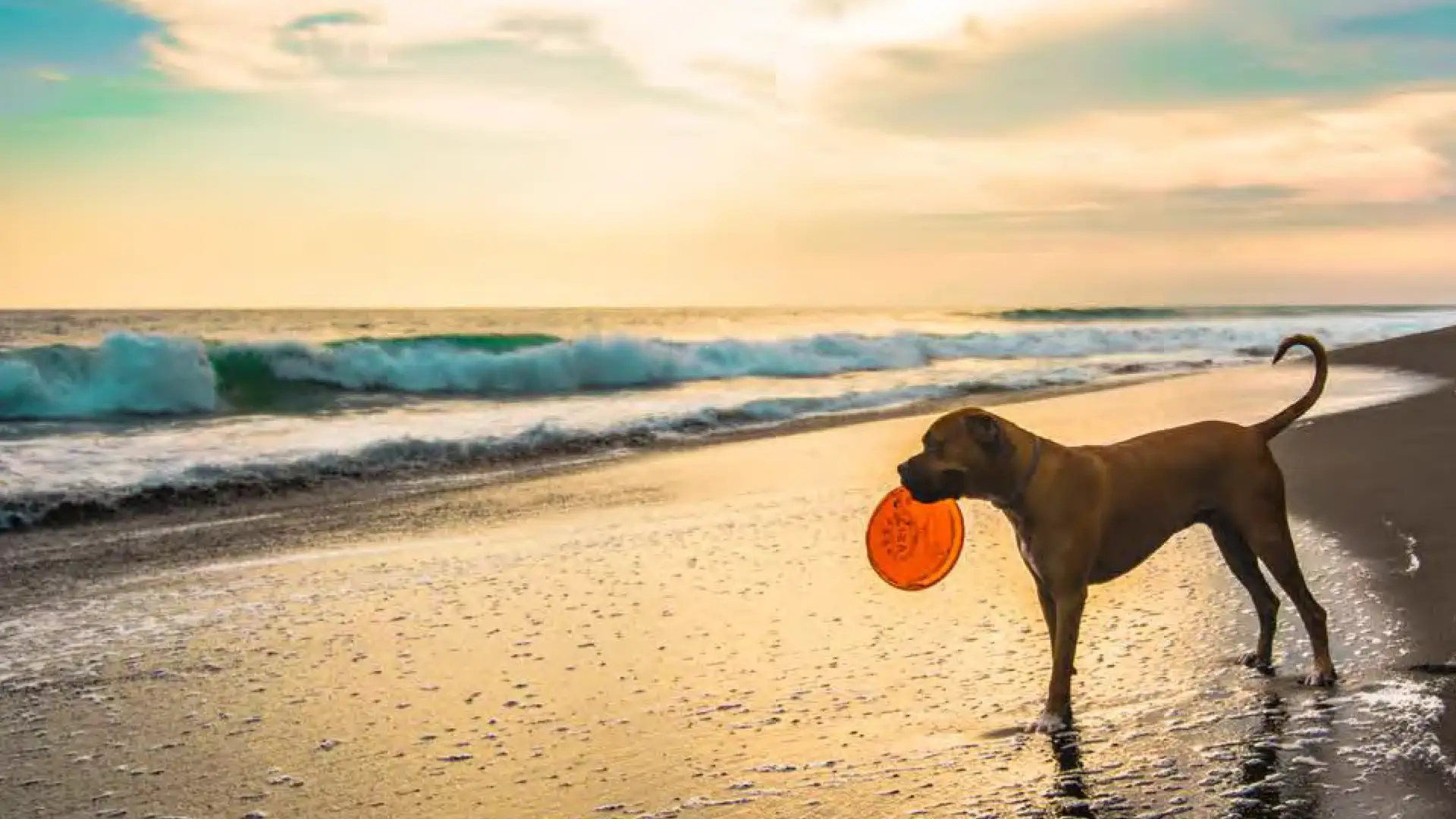 Dog with frisbee on beach