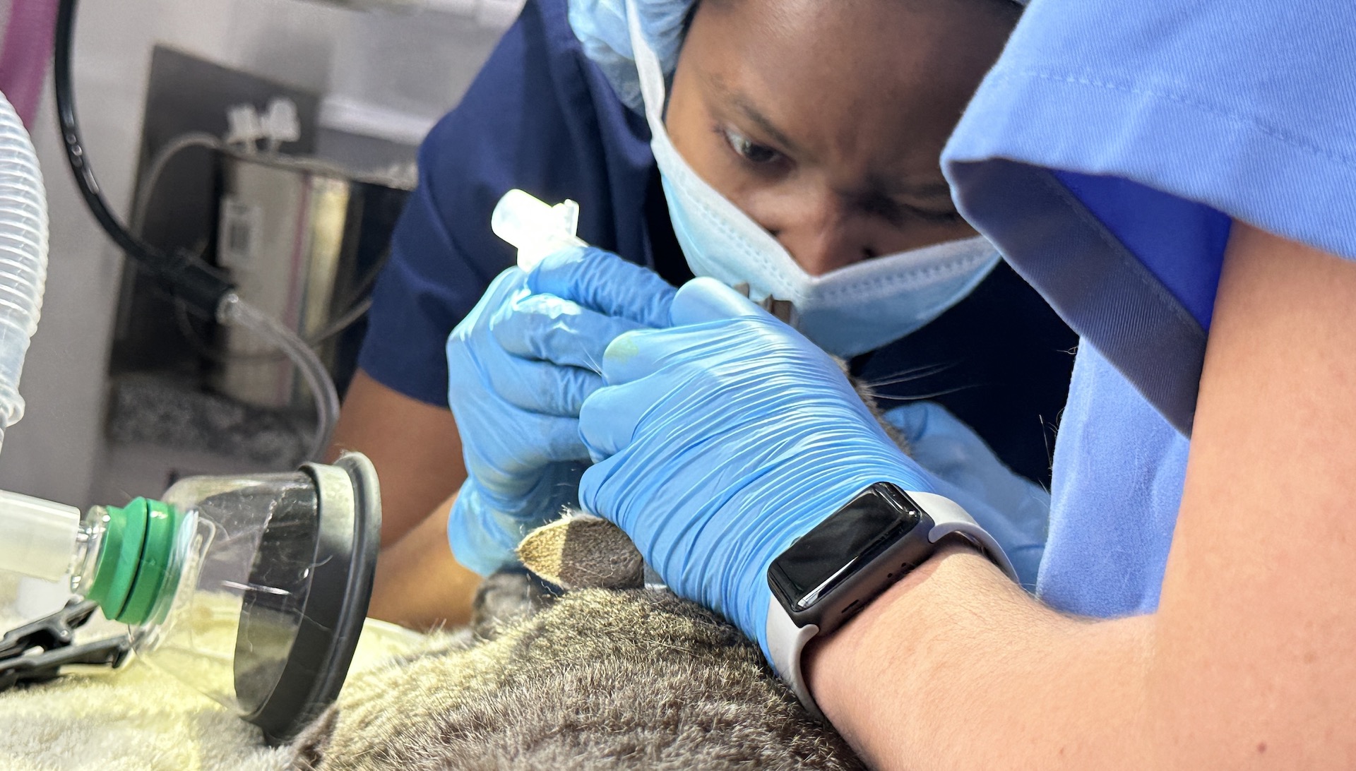 Student Francess Blake cares for cats on the NC State Veterinary Mobile Hospital