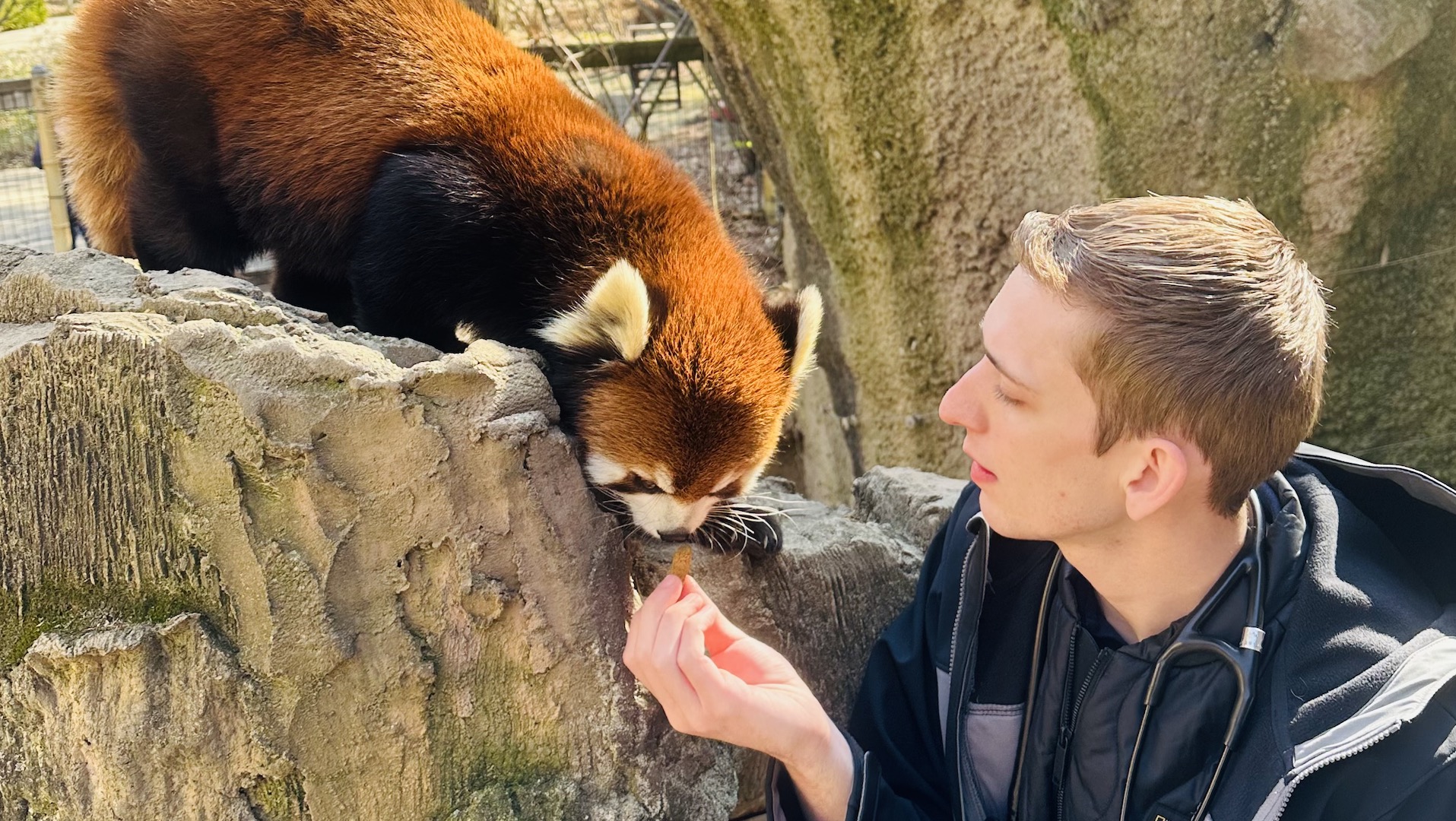 Christian Capobianco worked with red pandas during an externship