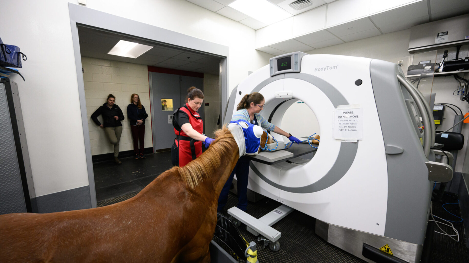 Assisted by two female vet techs, a light brown horse is guided into a CT machine.
