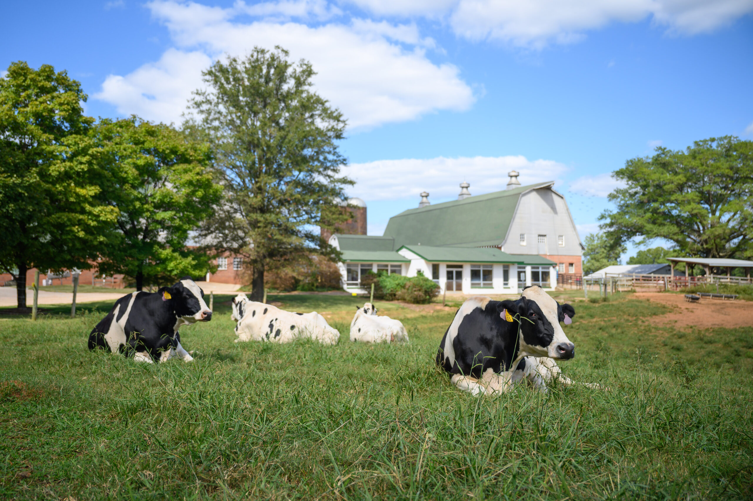 cows in TAU pasture