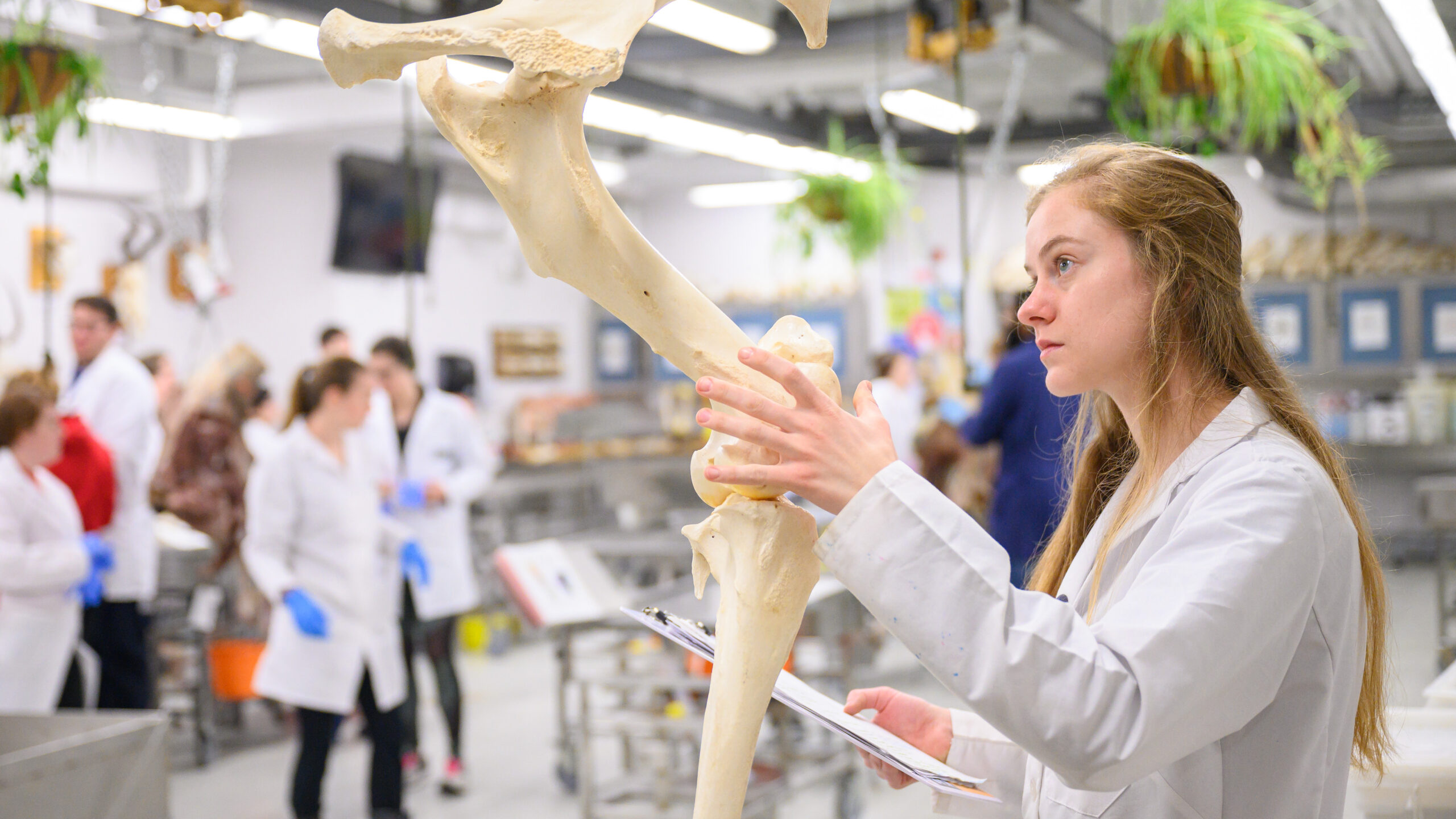 A blonde female veterinary student examines standing leg bones in an anatomy lab.