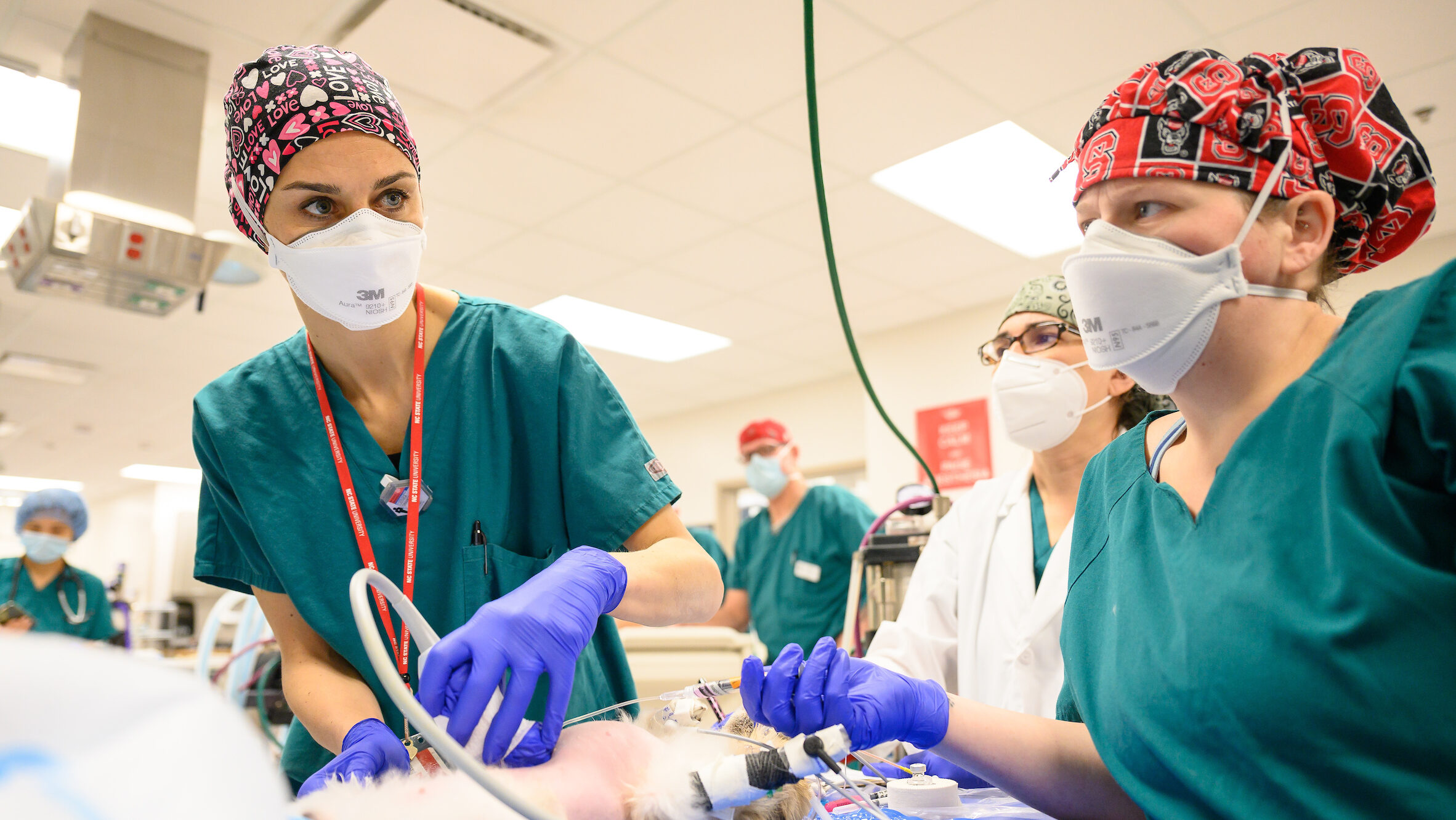 Two physicians in scrub caps and scrubs prepare an animal for laproscopic surgery as a team of anesthesiologists look on. 