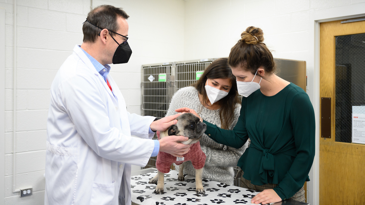 Three veterinarians wearing N95 masks examine a small, pug-like tan dog on an exam table inside a vet office.
