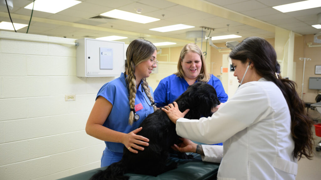 students examining dog patient
