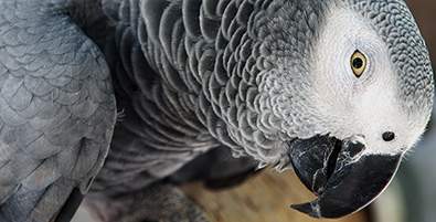 Grey Parrot Leans Toward Camera