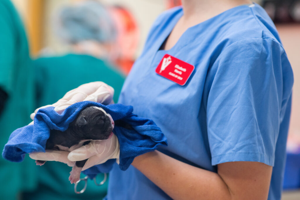 baby puppy being held by vet