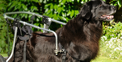 dog with wheelchair