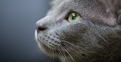 close-up of cat's face