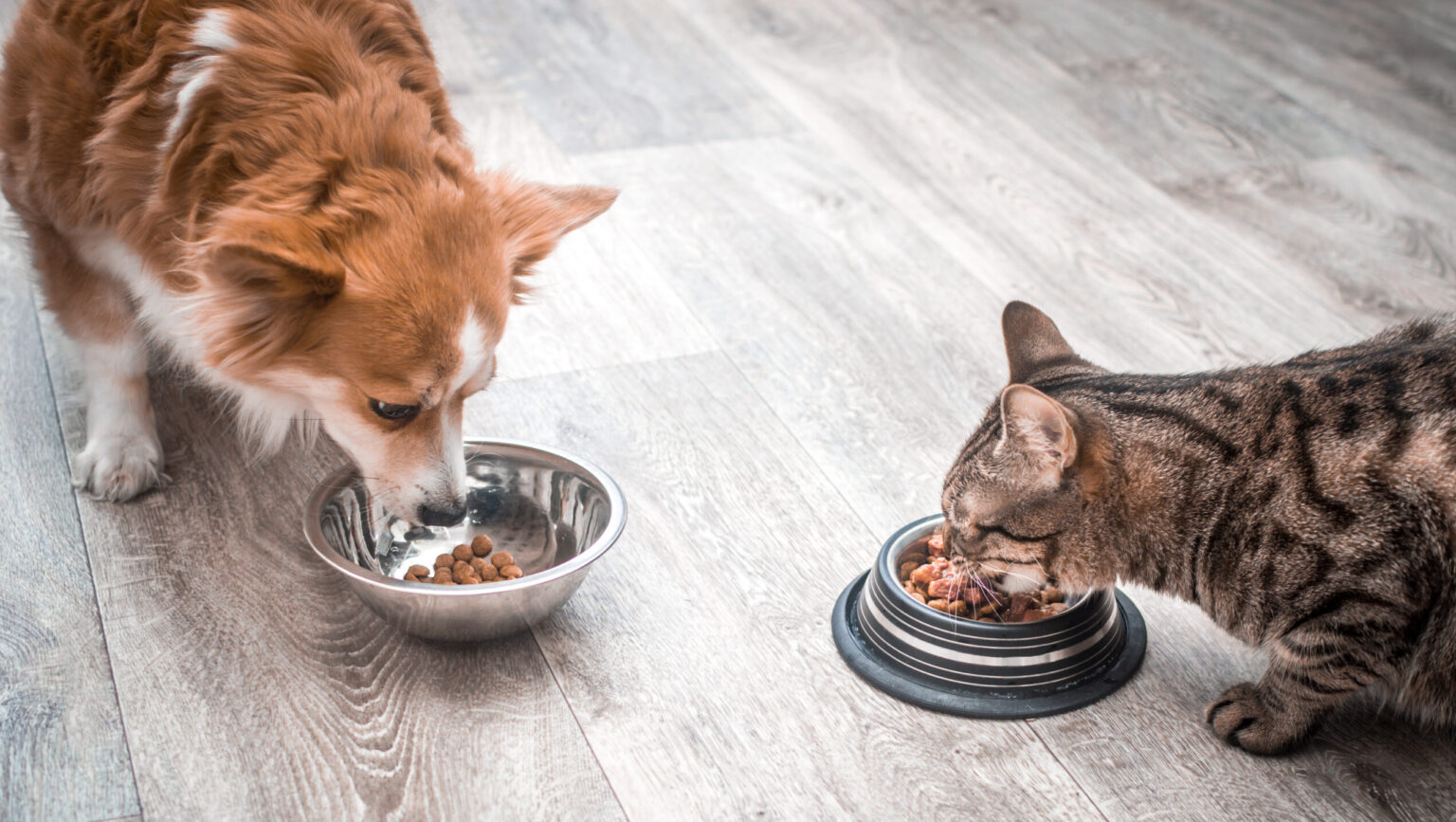 An orange dog and a tabby cat eat from silver bowls opposite each other.