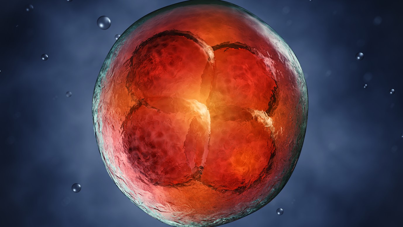 A rendered image of a dividing cell.