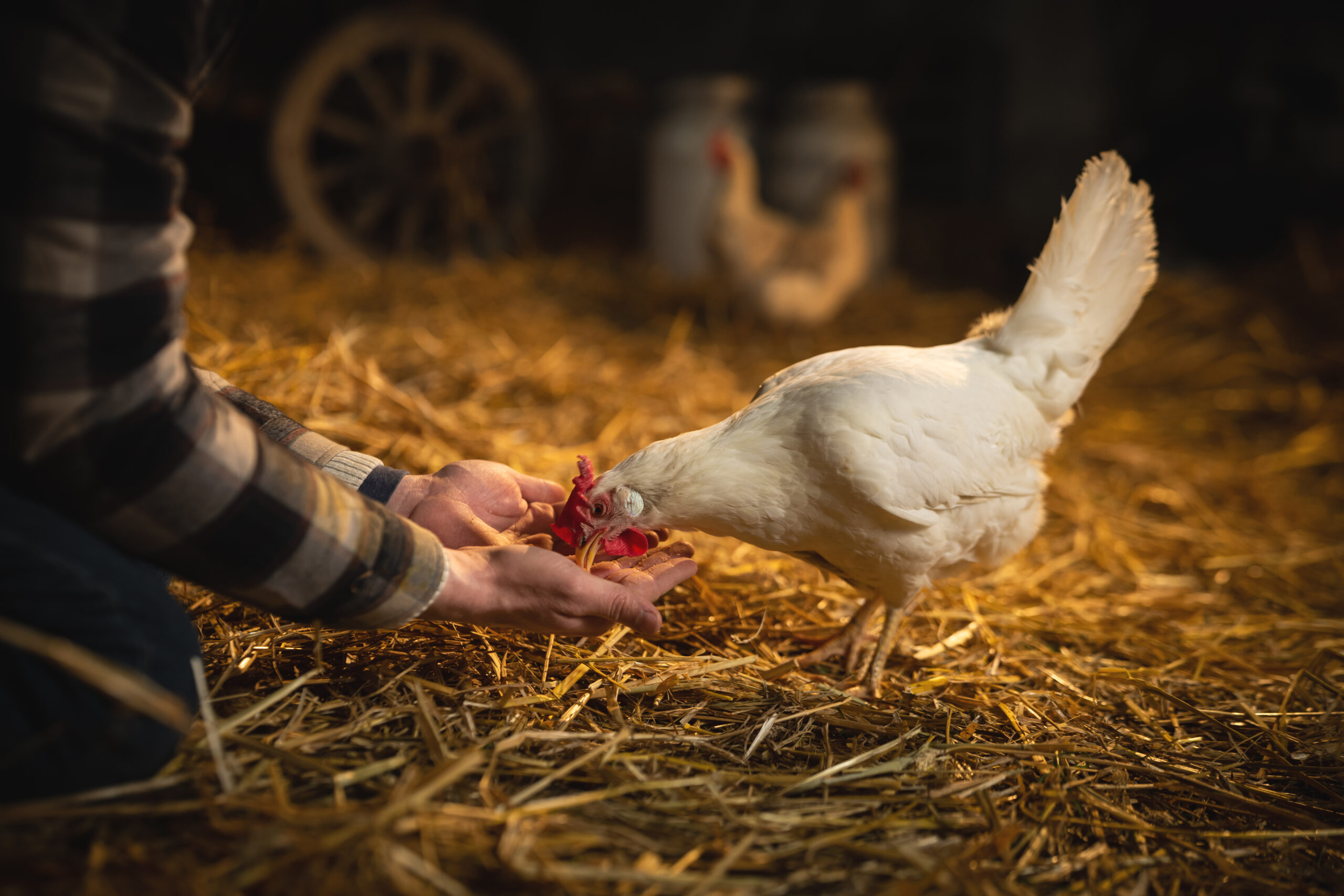 farmer cares for chicken
