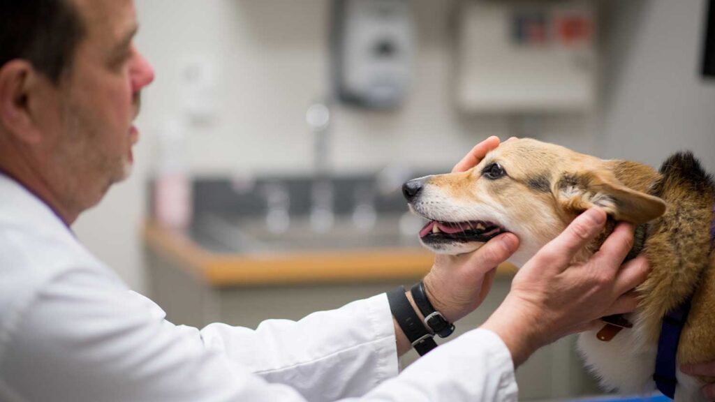 dermatologist inspects dog