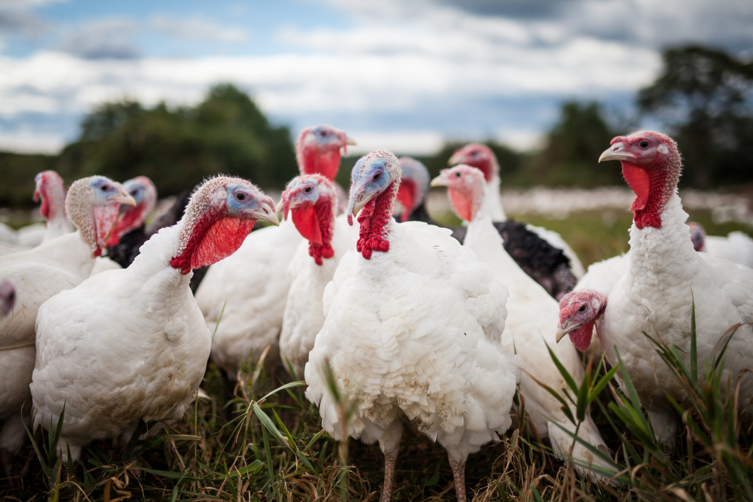 A flock of domestic turkeys gather in a field