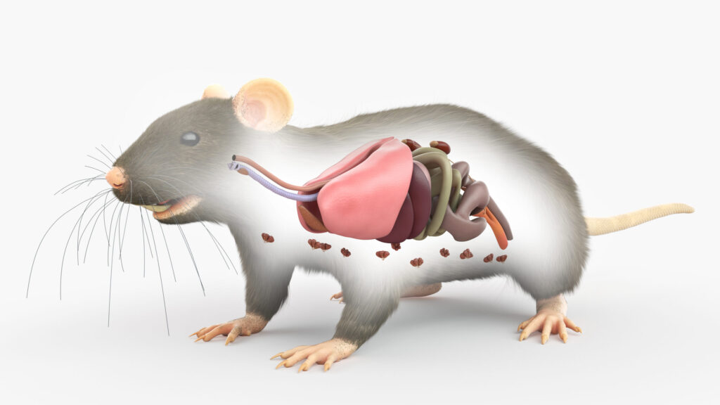Medical Illustration of a rat's Respiratory system 