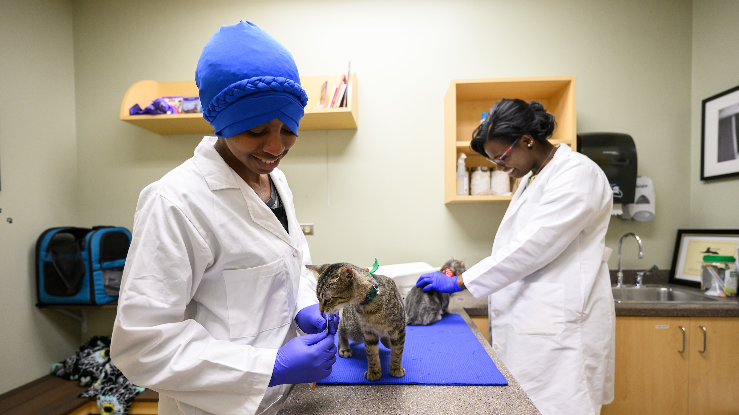 Veterinary students practice physical exams on kittens.