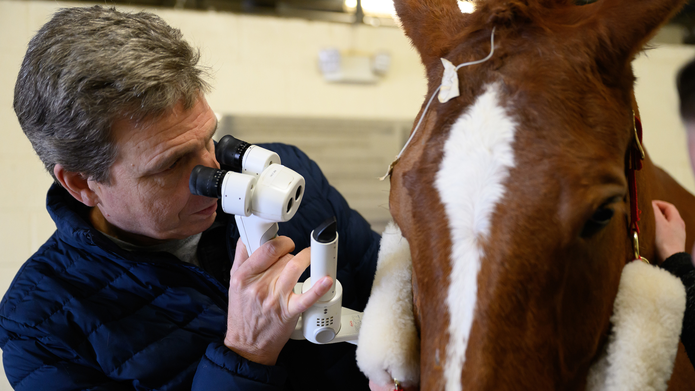 An ophthalmologist examines a horse's eye.
