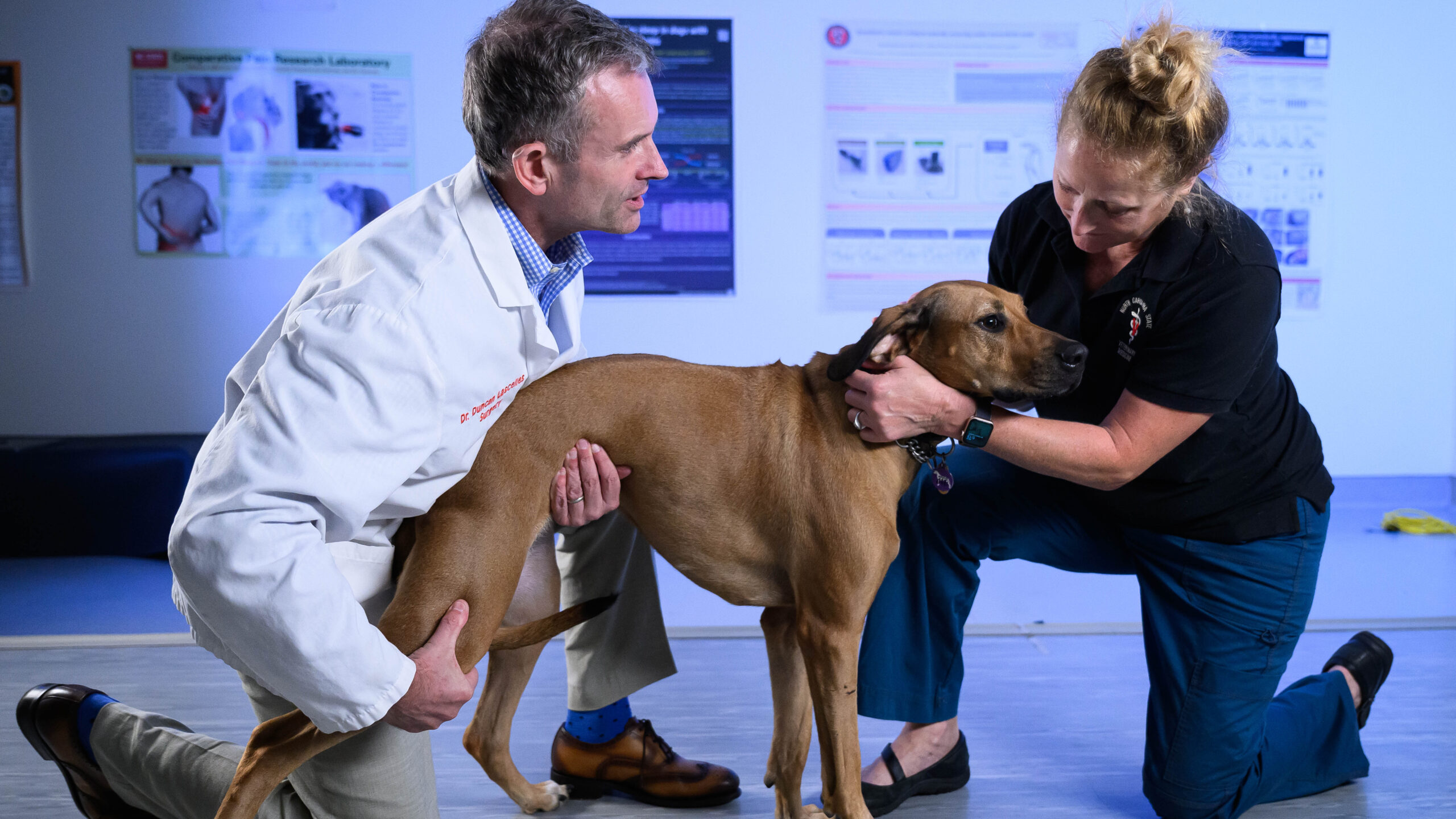 physical exam of healthy dog