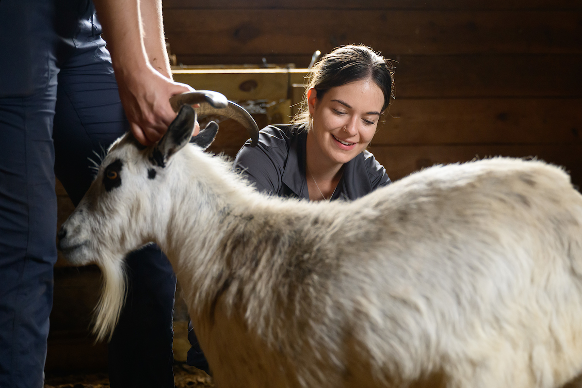 A person working with a goat.