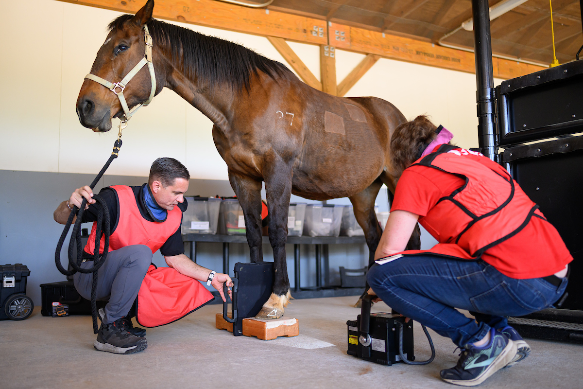 A student working with a horse. 